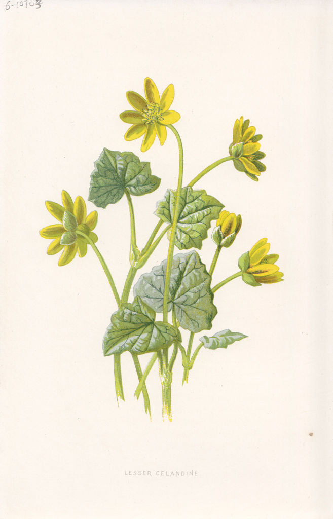 FLOWERS. Pilewort or Lesser Celandine c1895 old antique vintage print picture